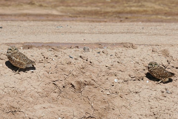 �A�i�z���t�N���E