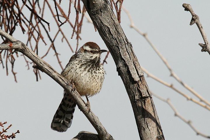 �T�{�e���~�\�T�U�C