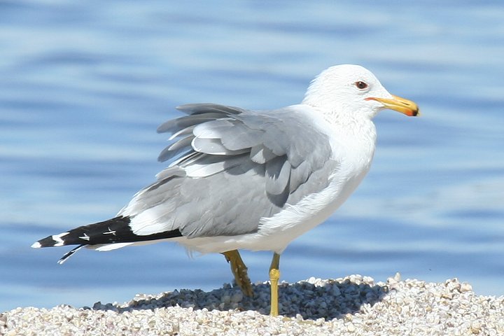 �J���t�H���j�A�J����