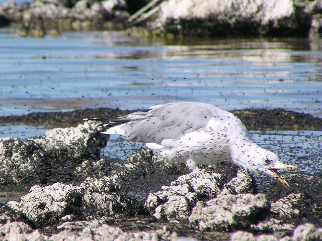 �J���t�H���j�A�J����