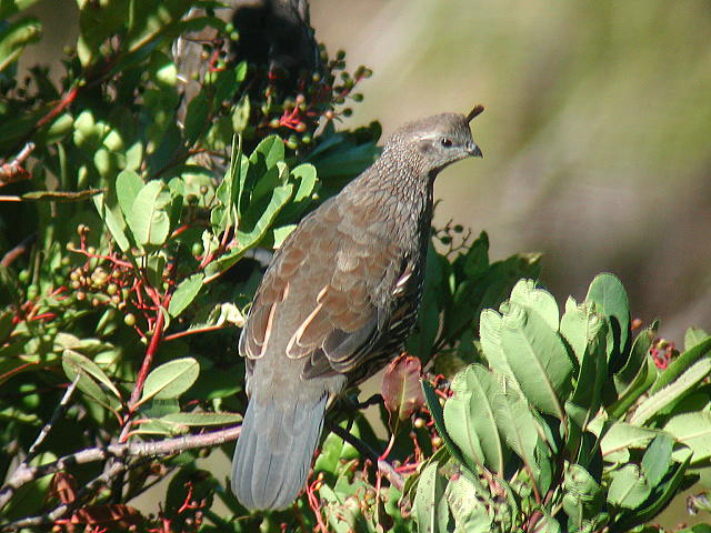 �J�������E�Y���̃��X