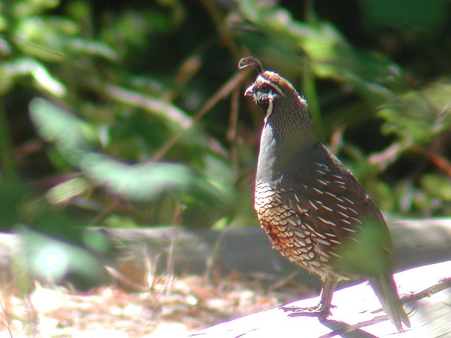 �J�������E�Y���́�