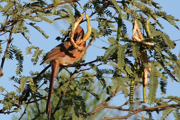 �V���E�W���E�R�E�J���`���E�i�ᒹ�j