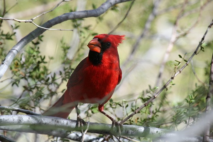 �V���E�W���E�R�E�J���`���E