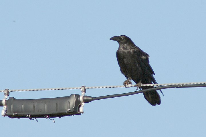 �V���G���K���X