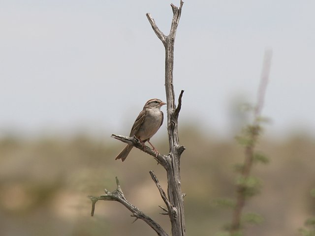 �`���K�V���q���h��