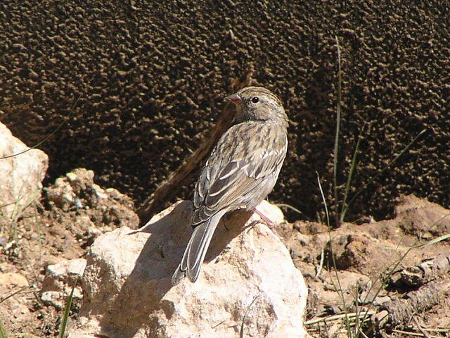 �`���K�V���q���h���i�~�H�j