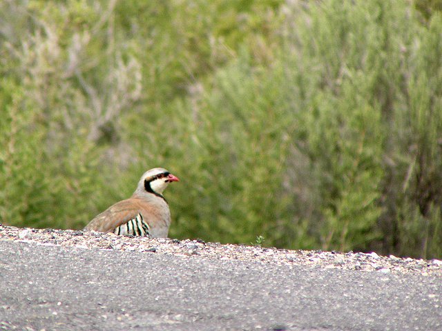 �C���V���R�́�