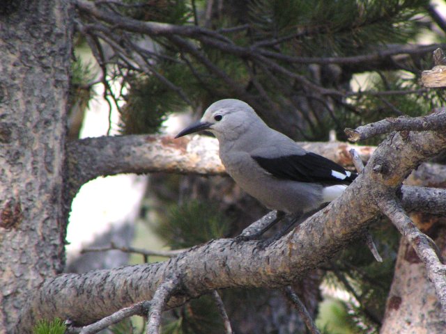 �n�C�C���z�V�K���X