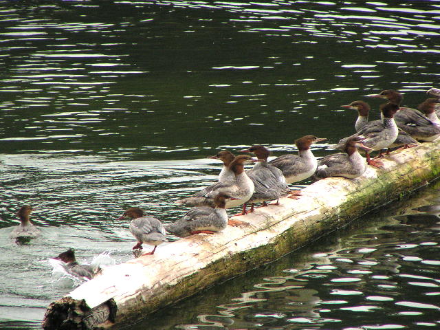 �J���A�C�T