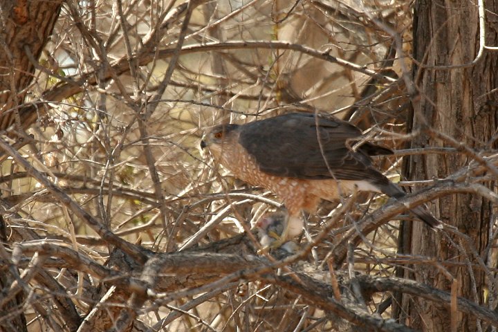 �N�[�p�[�n�C�^�J�́�