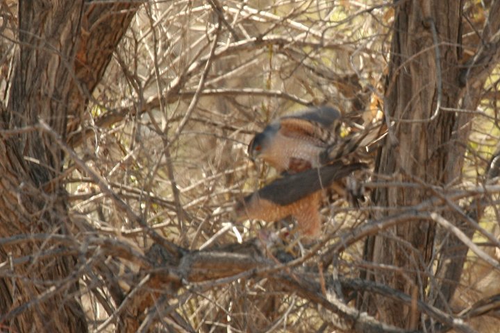 �N�[�p�[�n�C�^�J