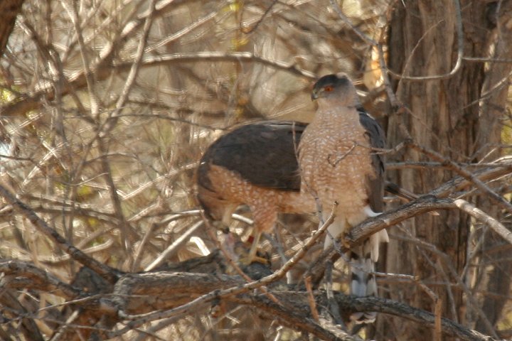 �N�[�p�[�n�C�^�J