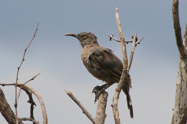 �}���n�V�c�O�~���h�L