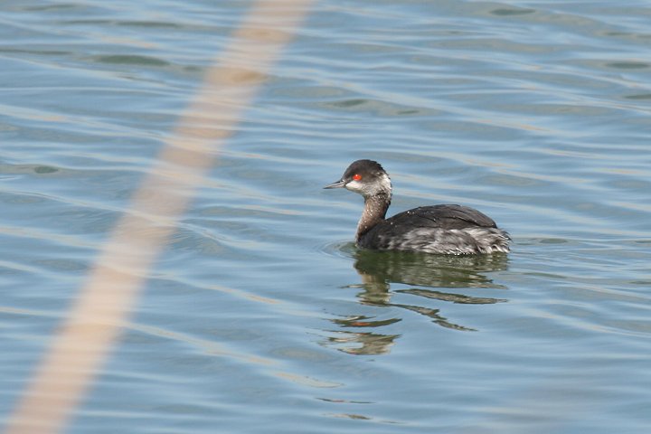 �n�W���J�C�c�u���i�~�H�j