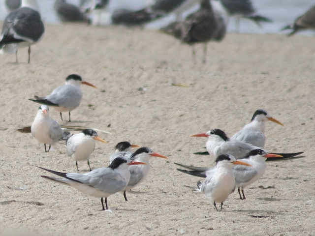 ���E�K�A�W�T�V�i�~�H�j