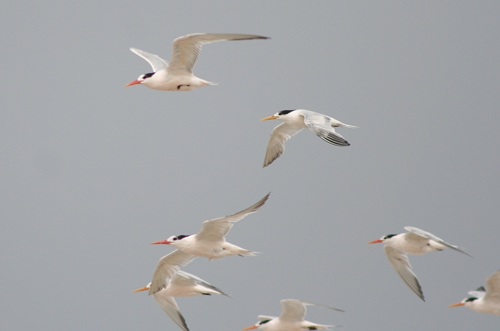 ���E�K�A�W�T�V�i�~�H�j