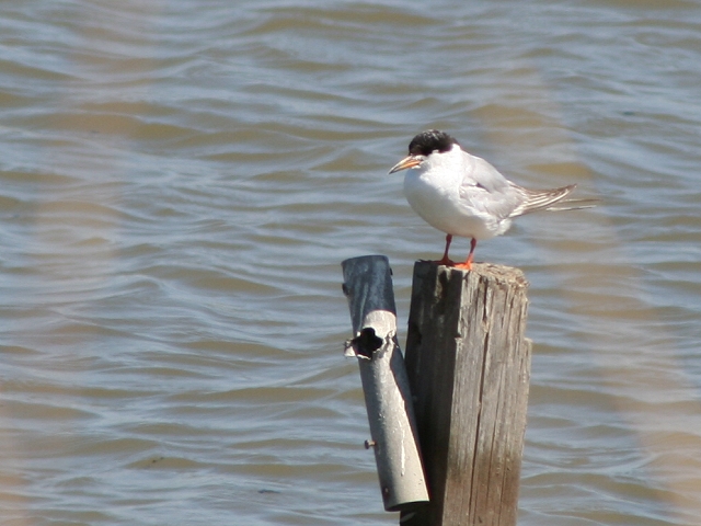 �����P���A�W�T�V