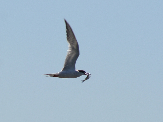 �����P���A�W�T�V