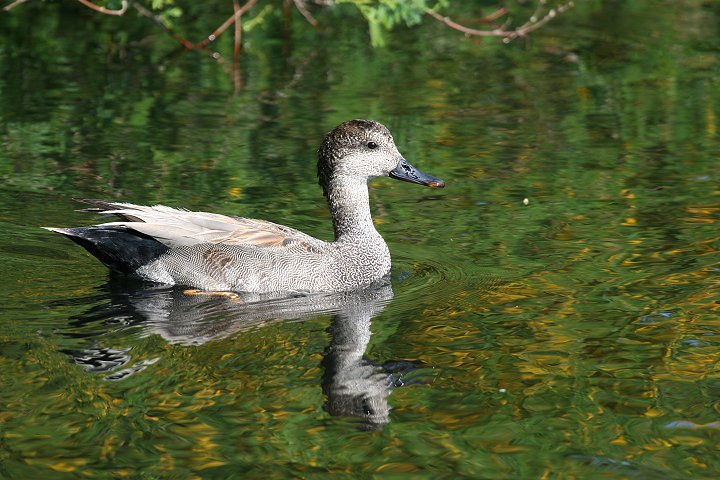 �I�J���V�K���̃I�X