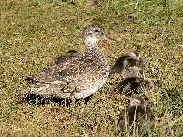 �I�J���V�K���̃I�X