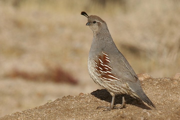 �Y�A�J�J�������E�Y���̃��X