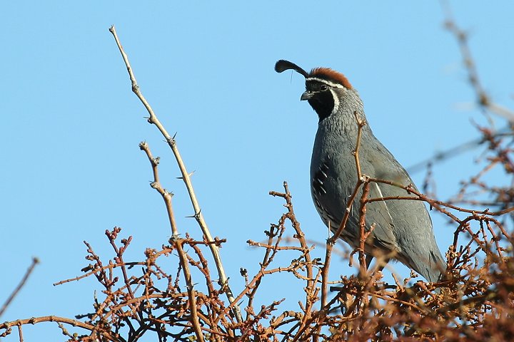 �Y�A�J�J�������E�Y���̃I�X