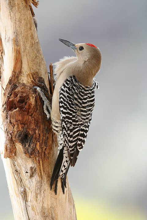 �T�o�N�V�}�Z�Q���́�