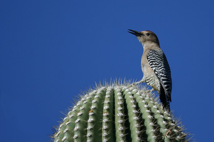 �T�o�N�V�}�Z�Q���́�