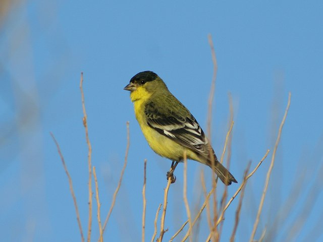 �q���L���q���́�