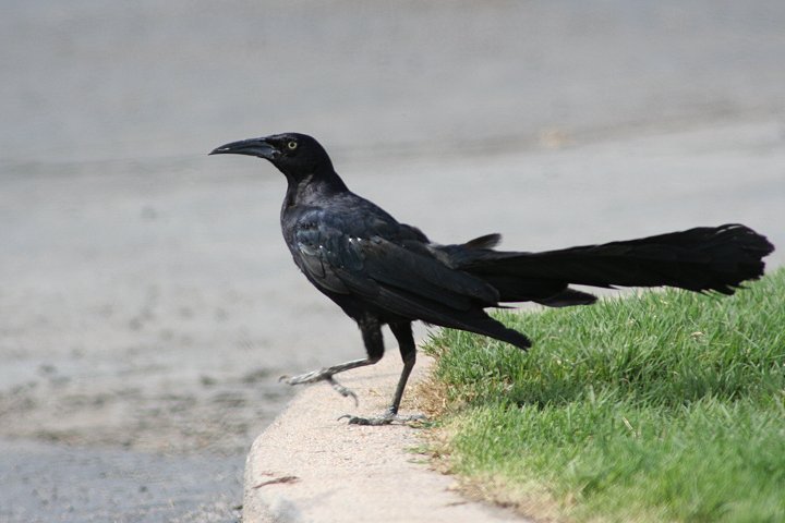 �I�i�K�N�����N�h�����h�L