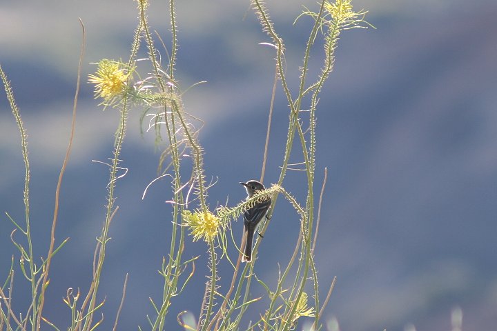 �n�C�C�����W���n�G�g��