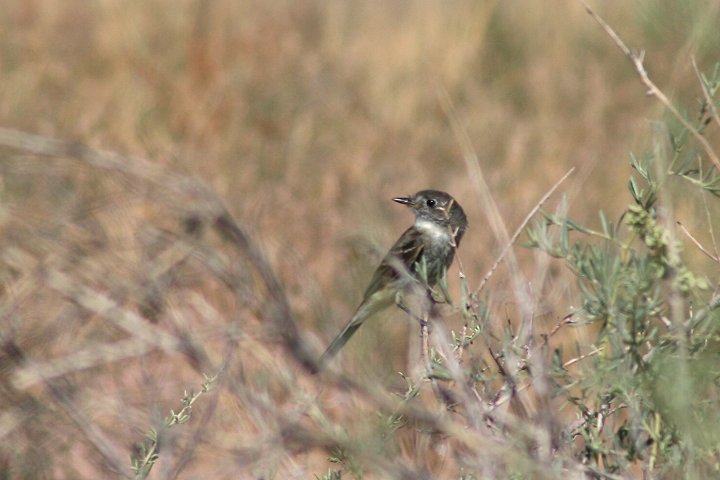 �n�C�C�����W���n�G�g��