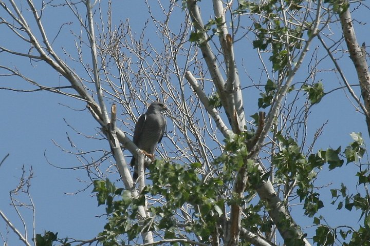 �n�C�C���m�X��