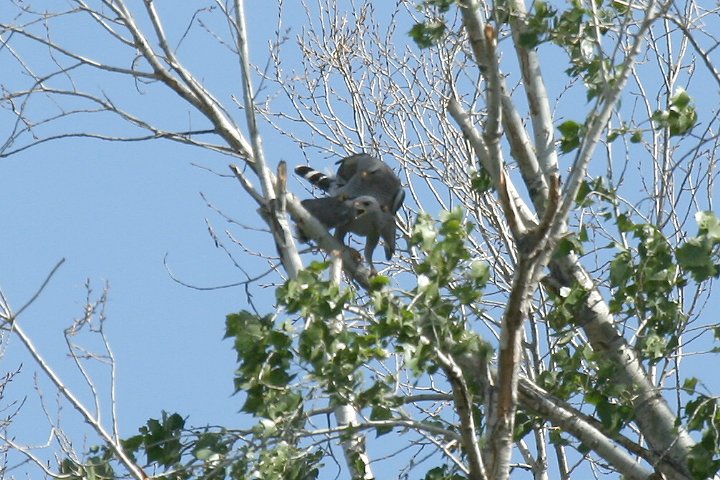 �n�C�C���m�X��