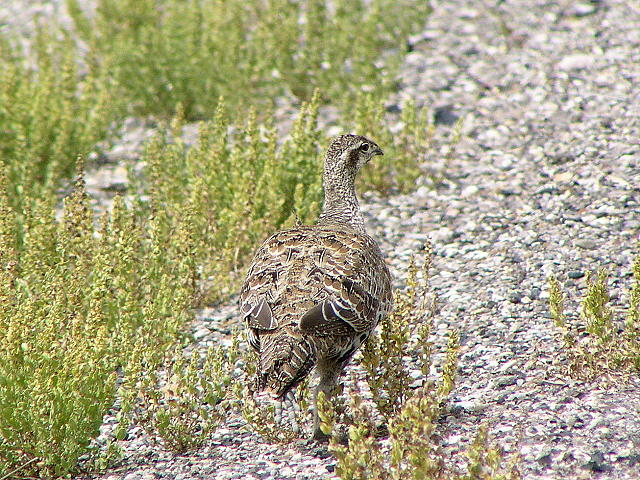 �L�W�I���C�`���E�̃��X