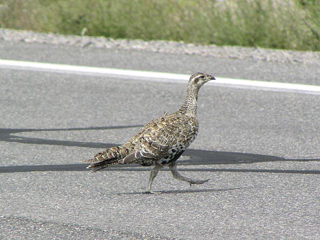 �L�W�I���C�`���E�̃��X