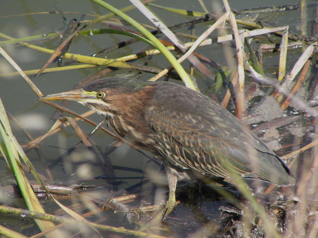 �A�����J�T�T�S�C