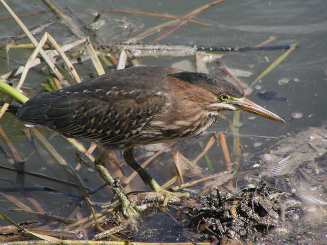 �A�����J�T�T�S�C