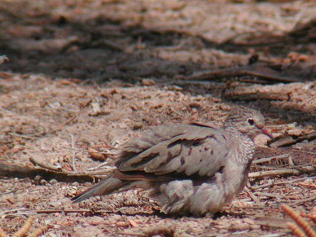 �X�Y���o�g