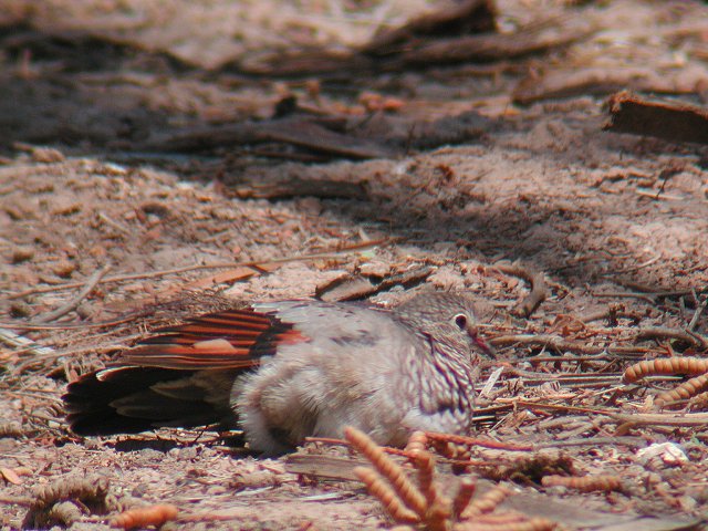 �X�Y���o�g