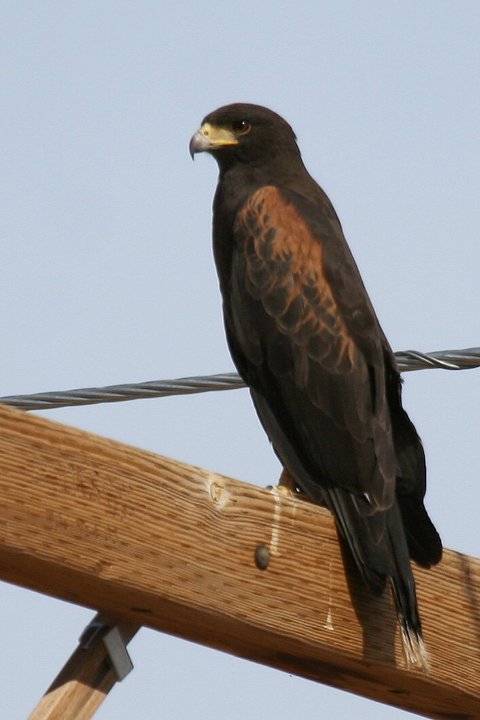 �����A�J�m�X��