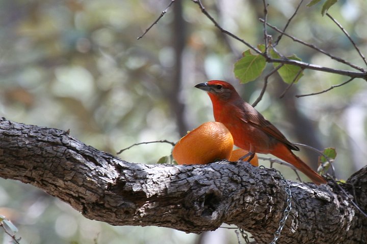 �����K�t�E�L���`���E