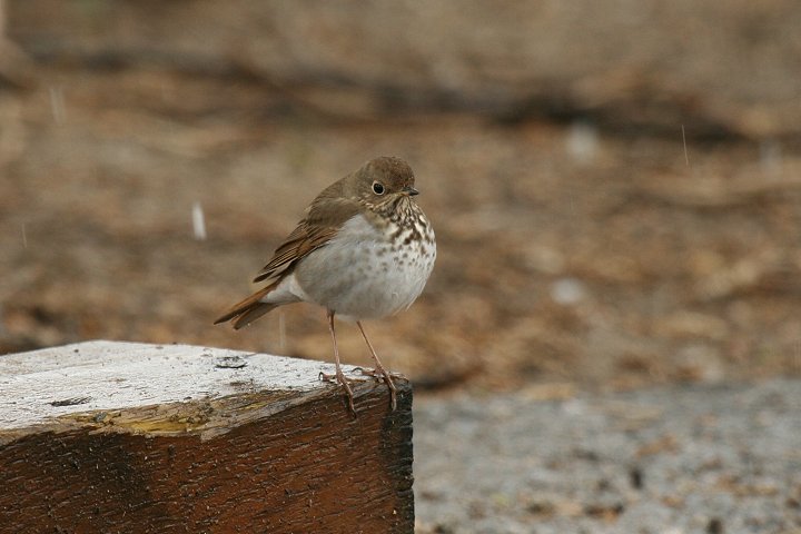 �`���C���c�O�~