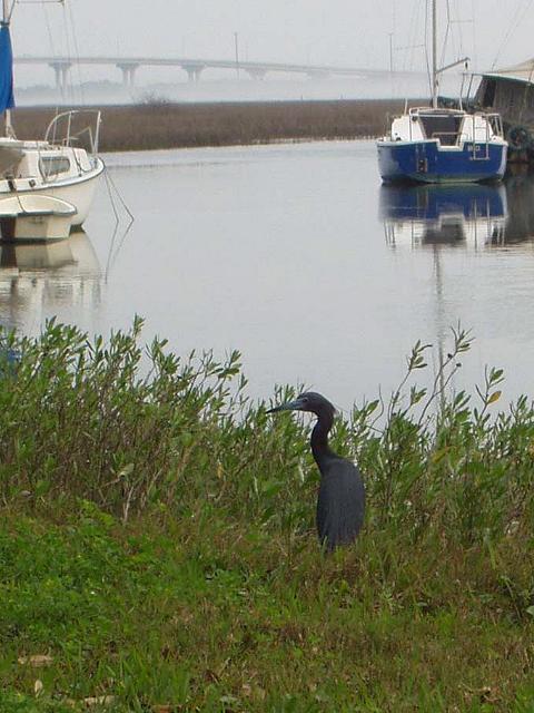 �q���A�J�N���T�M