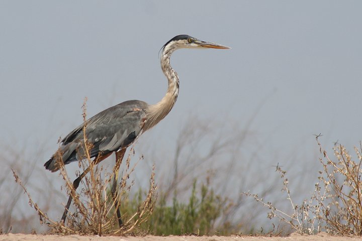 �I�I�A�I�T�M