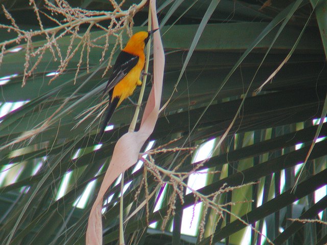 ���i�O�����N�h�����h�L