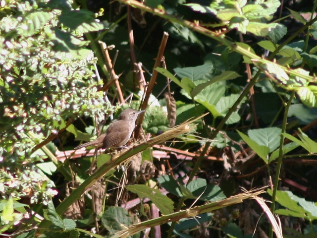 �C�G�~�\�T�U�C