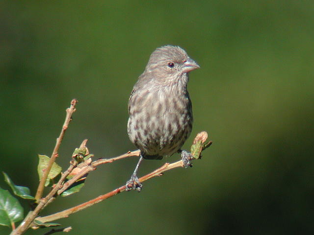 ���L�V�R�}�V�R�̃��X