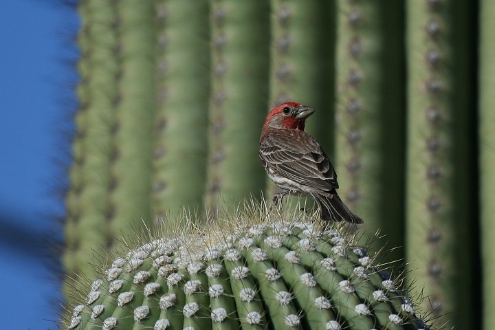 ���L�V�R�}�V�R�́�